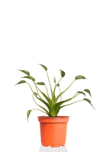 Алоказия Тину Дансер 12 см