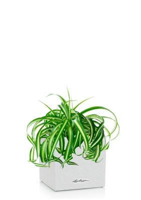 Хлорофитум Бонни 12/25 см в CANTO STONE 14, песочный белый