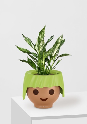 Спатифиллум вариегатный (без соцветий) 12/40 см в OJO, зеленый