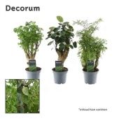 Полисциас микс d12 см h40 см Полисциас микс d12 см h40 см