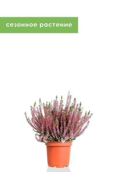 Вереск (Эрика) розовый 12/30 см