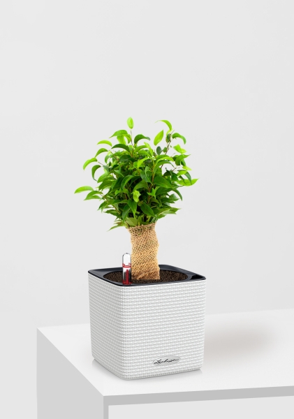 Фикус Бенджамина Наташа в джуте 12/30 см в CUBE COLOR 14