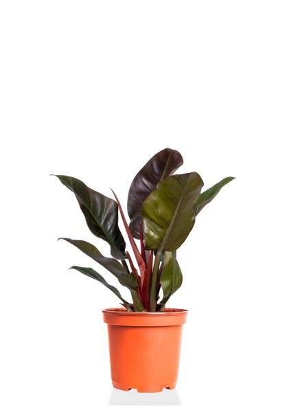 Филодендрон Империал Ред 15/40 см