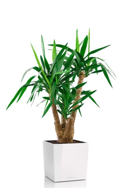 Юкка разветвленная 24/100 см в CUBE 30