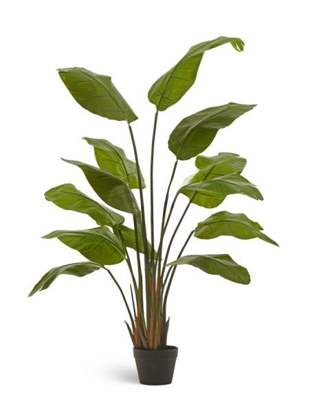 Стрелиция Traveller 150 см