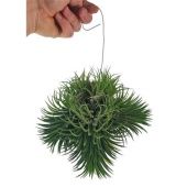 Тилландсия Ionantha Clumb d18 см h20 см Тилландсия Ionantha Clumb d18 см h20 см
