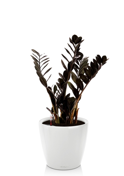 Замиокулькас Равен 17/70 см в CLASSICO LS 28 Замиокулькас Равен 17/70 см в CLASSICO LS 28