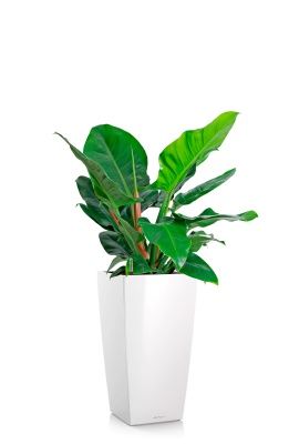 Филодендрон Империал Грин 24/70 см в CUBICO 30, белый блестящий