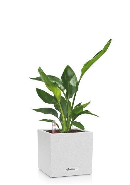 Стрелиция Регина в CANTO STONE 14