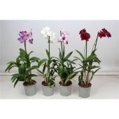 Дендробиум Budget Mix d12 см h55 см Дендробиум Budget Mix d12 см h55 см