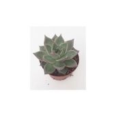 Эхеверия Sirius d10.5 см h15 см