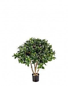 Эонимус (Бересклет) японский