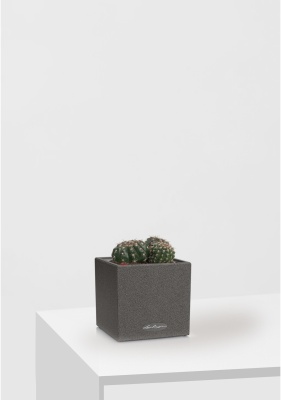 Кактус микс 10 см CANTO STONE 14 Кактус микс 10 см CANTO STONE 14