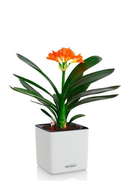 Кливия Оранж 13/50 см в CUBE COLOR 14