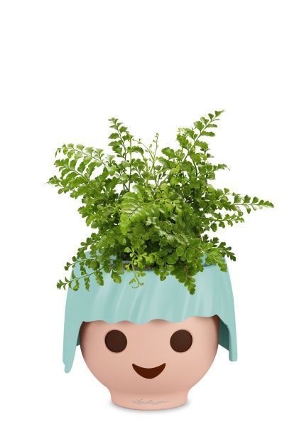 Папоротник Парвати в OJO Папоротник Парвати в OJO