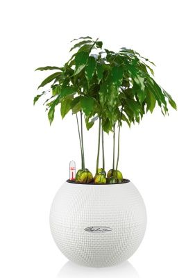 Каштаноспермум в PURO 20, белый