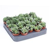 Адромискус Кристатус 5,5/8 см Адромискус Кристатус 5,5/8 см