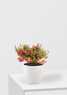 Гаультерия 14/30 см в CLASSICO COLOR 18