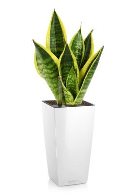Сансевиерия Футура Суперба в MAXI CUBI, белый блестящий Сансевиерия Футура Суперба в MAXI CUBI, белый блестящий