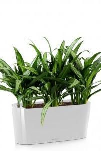 Аглаонема Кутлас в DELTA 20