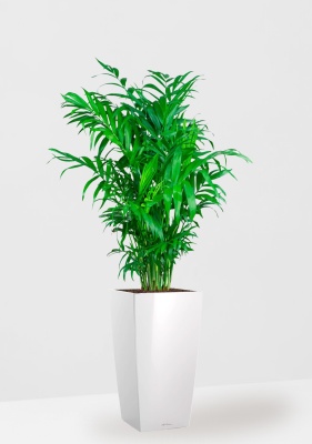 Хамедорея 21/90 см в CUBICO 22, белый блестящий