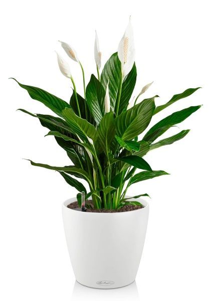 Спатифиллум 19/75 в CLASSICO COLOR 21 Спатифиллум 19/75 в CLASSICO COLOR 21