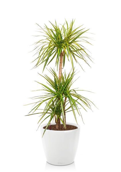 Драцена Маргината Санрей 3 ствола 27/150 см в CLASSICO LS 35