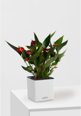 Антуриум Андрианум Карма красный 12/43 см в CUBE COLOR 14