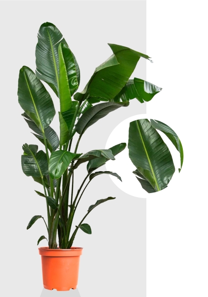 Стрелиция Николай 40/200 см