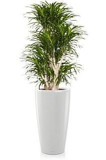 Драцена Анита RONDO 40/150 см, белый блестящий Драцена Анита RONDO 40/150 см, белый блестящий