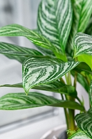 Аглаонема Страйп 17/60 см в CILINDRO COLOR 23 Аглаонема Страйп 17/60 см в CILINDRO COLOR 23