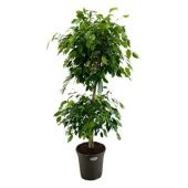 Фикус Бенджамина 2-х уровневый d31 см h140 см