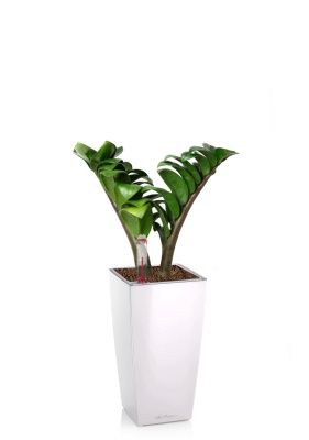 Замиокулькас Зензи 9/15 в MINI CUBI, белый блестящий