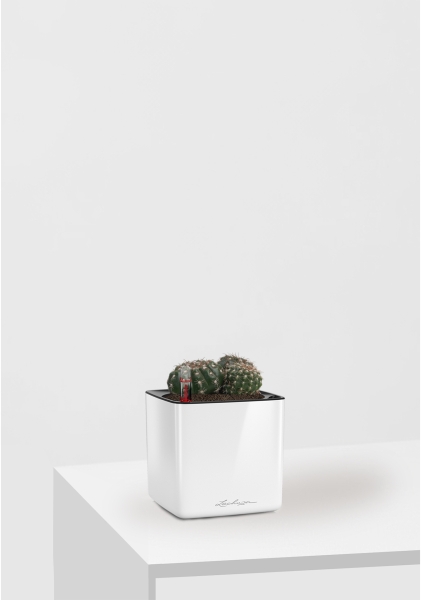 Кактус микс 10 см в CUBE GLOSSY 14 Кактус микс 10 см в CUBE GLOSSY 14