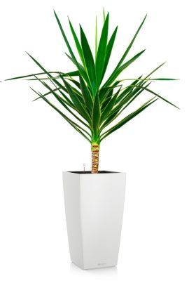 Юкка Пак в CUBICO COLOR 30, белый