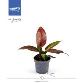 Филодендрон Karma Red Star d12 см h35 см Филодендрон Karma Red Star d12 см h35 см