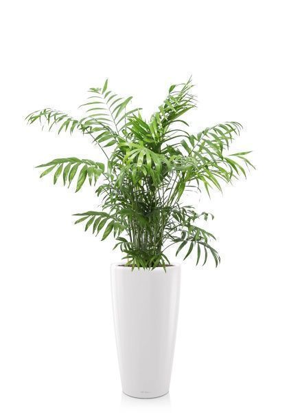 Хамедорея Элеганс 24/120 см в RONDO 32 Хамедорея Элеганс 24/120 см в RONDO 32