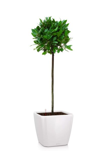 Лавр Нобилис 21/120 в QUADRO LS 28