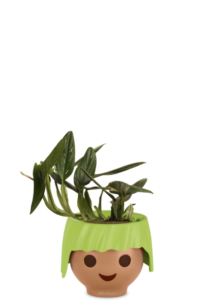 Филодендрон Кобра 12 см в OJO Филодендрон Кобра 12 см в OJO