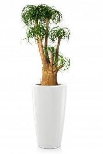 Нолина в RONDO 40