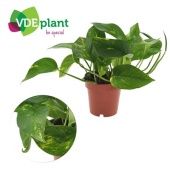 Эпипремнум Сциндарсус Ауреум d12 см h25 см