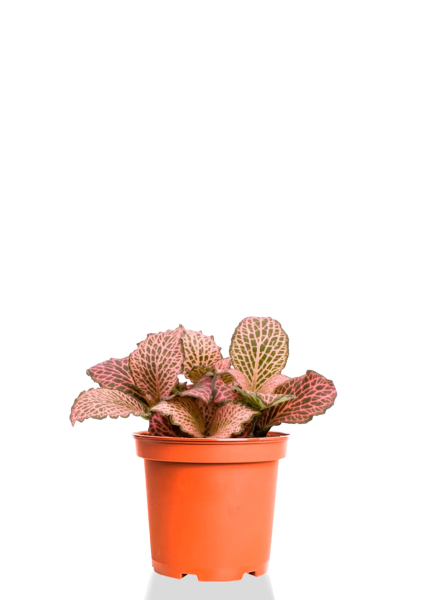 Фиттония микс Mini Pink d5.5 см h10 см