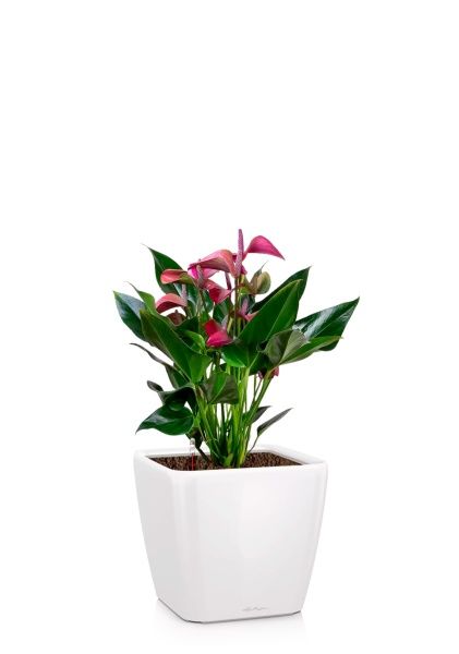 Антуриум Андрианум пурпурный 17/55 см в QUADRO LS 28