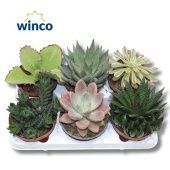 Суккуленты микс d13 см h20 см тип 1