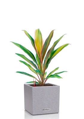 Кордилина Киви 12/35 см в CANTO STONE 14, серый камень Кордилина Киви 12/35 см в CANTO STONE 14, серый камень