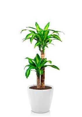 Драцена Массанжеана 2 ствола 19/100 см в CLASSICO LS 28, белый блестящий