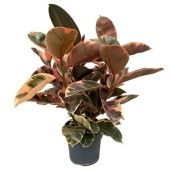 Фикус Эластика Бейлиз 3 ствола d21 см h65 см