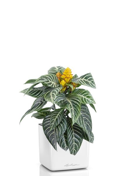 Афеляндра 12/25 см в CUBE GLOSSY 14