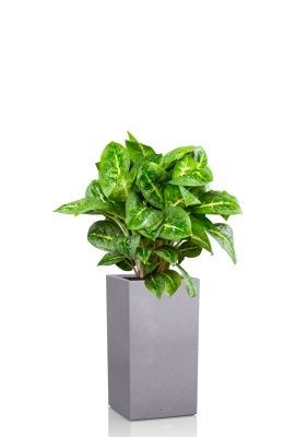 Аглаонема Лемон Минт 19/50 см в CANTO STONE HIGH 30, серый камень Аглаонема Лемон Минт 19/50 см в CANTO STONE HIGH 30, серый камень