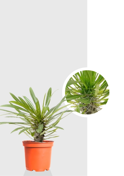 Пахиподиум Ламера 12/35 см